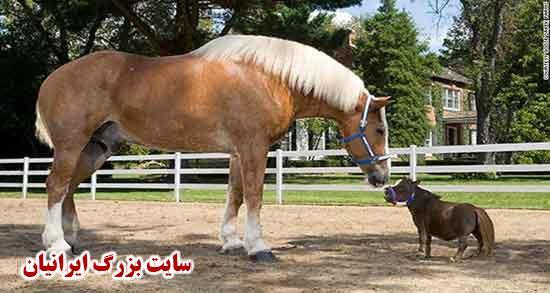 شعر در مورد اسب