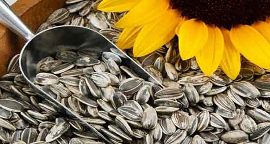 تعبیر خواب تخمه ؛ دیدن تخمه هندوانه و کدو سفید و ژاپنی و خربزه ابن سیرین