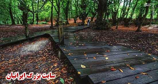 متن ادبی در مورد باران ؛ متن شکرگزاری از خدا برای بارش باران و مه بارانی شاد