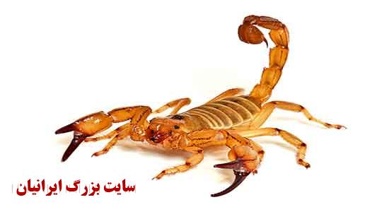 تعبیر خواب عقرب