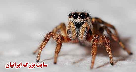 تعبیر خواب عنکبوت تعبیر خواب عنکبوت سیاه تعبیر خواب عنکبوت و تار عنکبوت تعبیر خواب عنکبوت بزرگ امام صادق تعبیر خواب عنکبوت ستاره تعبیر خواب عنکبوت بزرگ تعبیر خواب عنکبوت قرمز تعبیر خواب عنکبوت سیاه حضرت یوسف تعبیر خواب عنکبوت بزرگ سیاه