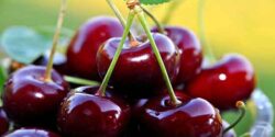 تعبیر خواب گیلاس دادن به دیگران و مرده برای زن حامله از حضرت یوسف