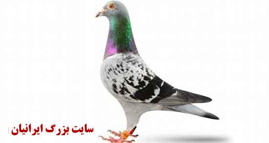 تعبیر خواب کبوتر از یوسف نبی و کبوتر گشنه قرمز در حال پرواز ابن سیرین