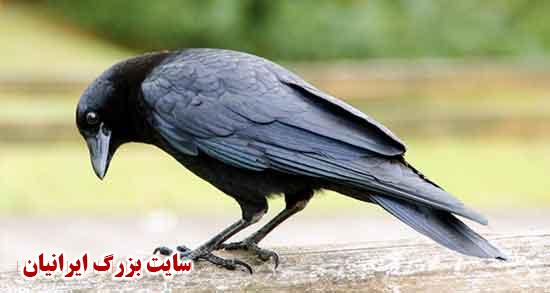 تعبیر خواب کلاغ امام صادق و حضرت یوسف و کشتن کلاغ و گربه سیاه