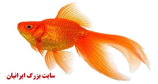  تعبیر خواب ماهی حضرت یوسف تعبیر خواب ماهی در خشکی چیست تعبیر خواب ماهی خوردنی تعبیر خواب ماهی طلایی تعبیر خواب ماهی گرفتن دختر مجرد تعبیر خواب ماهی پخته امام صادق تعبیر خواب ماهی مرده تعبیر خواب ماهی شدن انسان