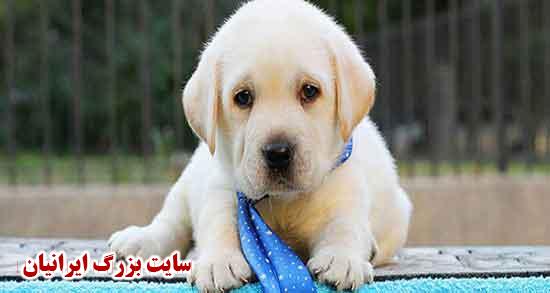 تعبیر خواب سگ سیاه حضرت یوسف و سیاه بزرگ خانگی و صورتی