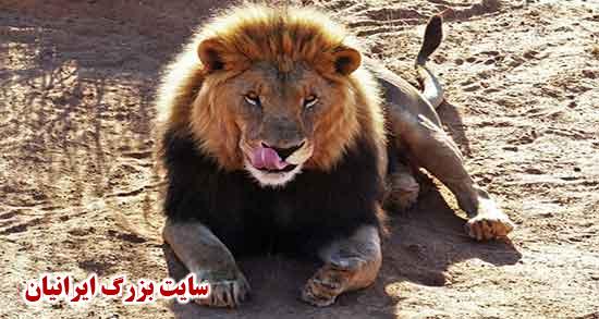 تعبیر خواب شیر جنگل امام صادق تعبیر خواب شیر جنگل حضرت یوسف تعبیر خواب شیر جنگل برای زن باردار تعبیر خواب شیر نر تعبیر خواب شیر از نظر یونگ تعبیر خواب شیر جنگل ابن سیرین تعبیر خواب غذا دادن به شیر جنگل تعبیر خواب شیر نر بزرگ