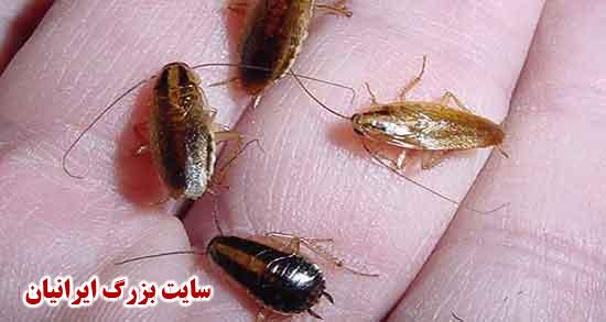 تعبیر خواب سوسک تعبیر خواب سوسک حضرت یوسف تعبیر خواب سوسک در دستشویی تعبیر خواب سوسک از دید امام صادق تعبیر خواب سوسک یوتاب تعبیر خواب سوسک در خانه تعبیر خواب سوسک در دهان تعبیر خواب سوسک بالدار تعبیر خواب سوسک قرمز