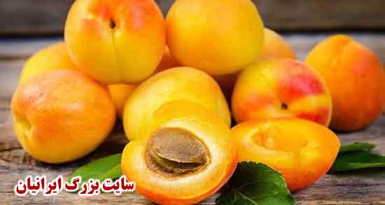  تعبیر خواب زردآلو امام صادق تعبیر خواب زردآلو حضرت یوسف تعبیر خواب خوردن زردآلو از درخت تعبیر خواب زردآلو برای زن باردار تعبیر خواب زردآلو سبز تعبیر خواب زردآلو خشک چیست تعبیر خواب چیدن قیسی از درخت تعبیر خواب زردآلو نی نی سایت