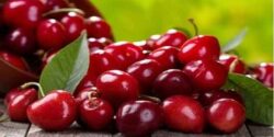 تعبیر خواب آلبالو گرفتن از مرده و چیدن آلبالو از درخت پر بار از حضرت یوسف