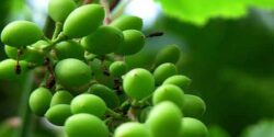 تعبیر خواب غوره انگور سبز و شیرین گرفتن از مرده امام صادق
