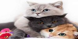 تعبیر خواب گربه مرده مریض سیاه و سفید حضرت یوسف