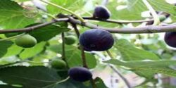 تعبیر خواب انجیر از درخت چیدن و خوردن برای زن باردار و انجیر سبز تازه از حضرت یوسف