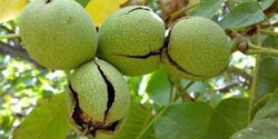 تعبیر خواب درخت گردو از حضرت یوسف و چیدن از درخت و گردو سبز امام صادق در حیاط