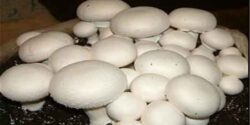 تعبیر خواب قارچ از دیدگاه امام صادق و قارچ کندن از زمین و چیدن قارچ سفید