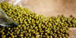 تعبیر خواب ماش و عدس و ماش چیدن و سبز و برنج و ماش جوانه زده