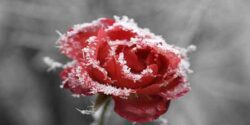 تعبیر خواب ژاله و شبنم از امام صادق و حضرت یوسف و ابن سیرین