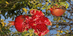 تعبیر خواب انار ترک خورده و انار دانه شده و خشک شده و کاشتن دانه انار و درخت انار ابن سیرین