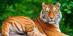 تعبیر خواب ببر نارنجی امام صادق و خرس و ببر سیاه وحشی از حضرت یوسف در خانه