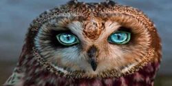 تعبیر خواب جغد بال شکسته و جغد خاکستری امام صادق و جغد سیاه در خانه