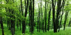 تعبیر خواب جنگل منوچهر مطیعی و جنگل تاریک با درختان بلند و جنگل سرسبز و دریا