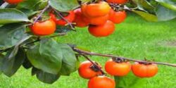تعبیر خواب خرمالو برای زن حامله و گردو و جنسیت جنین و کیوی برای زن باردار نی نی سایت