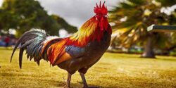 تعبیر خواب خروس دوسر و غذا دادن به مرغ و فروختن مرغ و مرغ فروشی و مرغ سیاه امام صادق