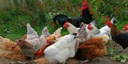 تعبیر خواب خروس و مرغ برای دختر مجرد حضرت یوسف و مرغ و خروس سیاه و مرغ فروشی