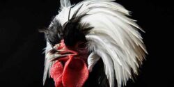 تعبیر خواب خروس و گربه و شکار مرغ توسط گربه نر و ماده و گربه بالدار و مرغ و گربه
