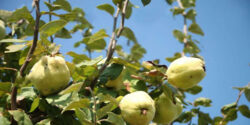 تعبیر خواب درخت به ابن سیرین و جضرت یوسف در خانه و درخت سبز بلند و قطع شده
