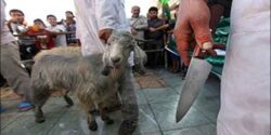 تعبیر خواب ذبح بره و گاو سیاه و مرغ و قربانی شدن خودم و ذبح انسان