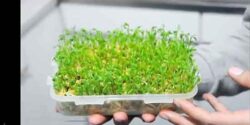 تعبیر خواب ذرت جوانه زده و گندم آفت زده و استفراغ ذرت و بلال فروشی و نشاسته ذرت