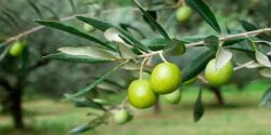 تعبیر خواب روغن زیتون امام صادق و حضرت یوسف و روغن دست مرده و روغن دنبه گوسفندی