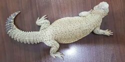 تعبیر خواب سوسمار سیاه بزرگ در خواب نشانه چیست و مار و سوسمار در آب