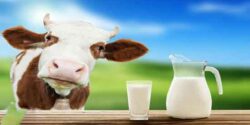 تعبیر خواب شیر گاو و ریختن شیر روی فرش و خریدن شیر ابن سیرین و شیر خوردنی