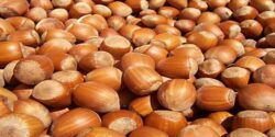 تعبیر خواب فندق در بارداری و برای زن باردار نی نی سایت و ماست برای زن باردار نی نی سایت