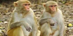 تعبیر خواب مجامعت با میمون و با شیر و میمون دزد و مجامعت حیوانات با هم و میمون سیاه