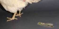 تعبیر خواب مدفوع مرغ خانگی و شستن مدفوع حیوانات و مرغ دریایی در توالت