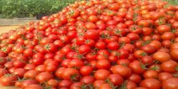 تعبیر خواب مرده گوجه فرنگی بدهد و انگور و چیدن گوجه فرنگی در خواب و گوجه نارس