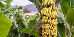 تعبیر خواب موز خریدن برای دختر مجرد و جنسیت جنین و موز سیاه حضرت یوسف