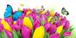 تعبیر خواب پروانه های رنگی ستاره برای دختر مجرد از امام صادق و حضرت یوسف