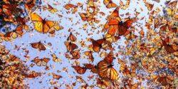 تعبیر خواب پروانه های زیاد در خانه برای دختر مجرد امام صادق و پروانه های رنگی