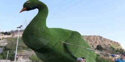 تعبیر خواب گرفتن طاووس برای دختر مجرد و طاووس سبز و سفید و جوجه طاووس سیاه