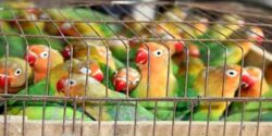 تعبیر خواب گرفتن طوطی سبز رنگ و کاسکو و گاز گرفتن طوطی برای دختر مجرد