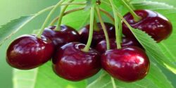 تعبیر خواب گیلاس برای زن حامله و گیلاس خریدن در بارداری نی نی سایت و گیلاس چیدن