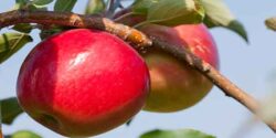 تعبیر خواب سیب چیدن سبز از درخت و زرد از ابن سیرین برای دختر مجرد