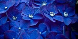 تعبیر خواب رنگ آبی آسمانی و رنگ کبود و رنگ آبی لباس و رنگ زرشکی و بنفش