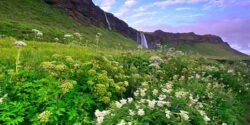 تعبیر خواب کوه و سبزه و سبزه گندم و ذرت و گره زدن سبزه و سبزه سمنو و صورت سبزه