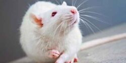 تعبیر خواب موش گازت بگیره از دیدگاه روانشناسی و ادرار موش سیاه