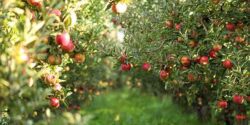 تعبیر خواب درخت سیب سبز برای زن باردار و سیب زرد امام صادق و ابن سیرین